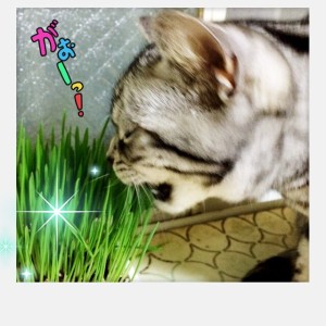 ねこ草を食べるアメショーさくらたん。