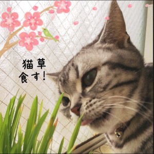 猫草食す！さくらたん。
