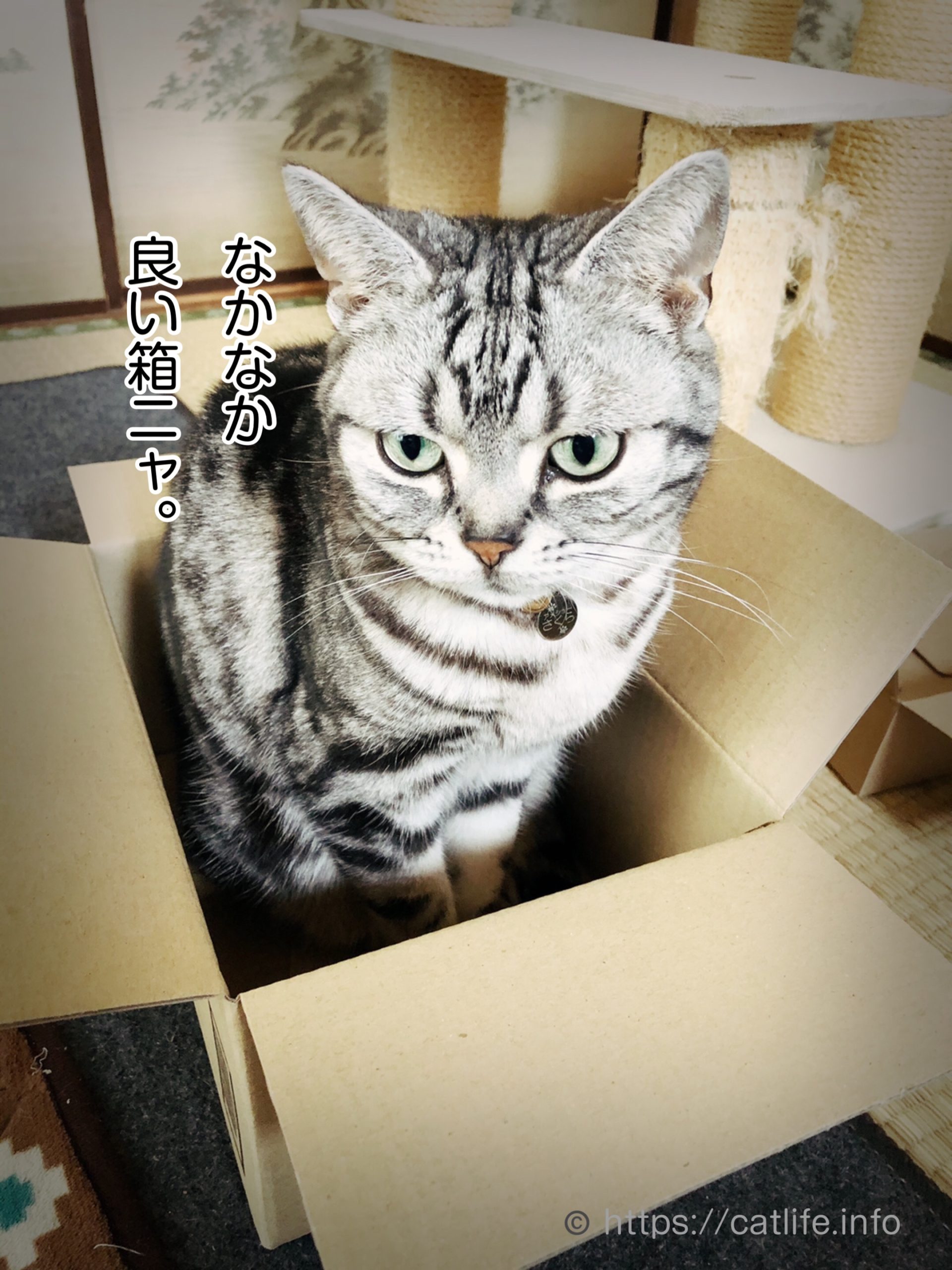 ダンボール箱にご満悦のアメショーさくらたん。