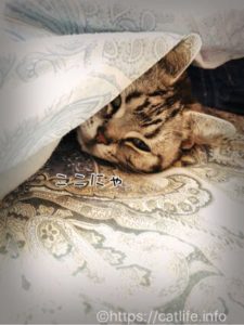 添い寝するアメショーさくらたん。